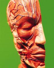 Photograph of a model of half a head showing muscular and circulatory anatomy