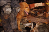 Photo of dog searching through the debris.