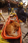 Photo of resuce dog sleeping and US&R team member sitting in front of the World Trade Center site.