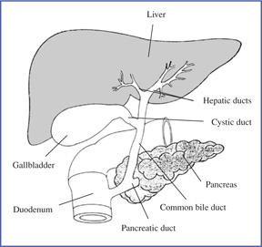 Drawing of the biliary system. The liver, gallbladder, pancreas, duodenum, and the hepatic, cystic, pancreatic, and common bile ducts are labeled.