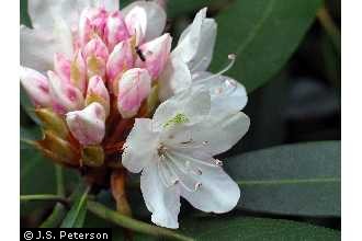 Photo of Rhododendron maximum L.