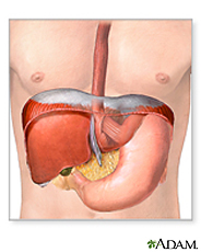 Illustration of the esophagus, diaphragm and stomach