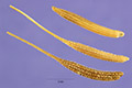 View a larger version of this image and Profile page for Tragopogon porrifolius L.