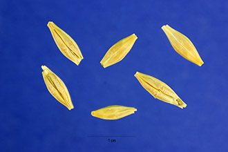 Photo of Hordeum vulgare L.