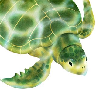 Kemp's Ridley Turtle