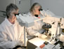 two lab technicians looking though microscopes