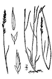 Line Drawing of Muhlenbergia cuspidata (Torr. ex Hook.) Rydb.
