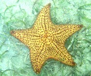 Cushion Star (Oreaster reticulatus)