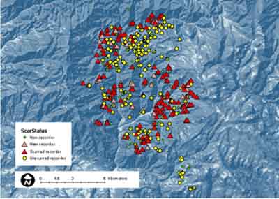 GIS map of fire years in Swauk Creek study area
