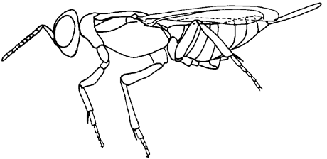 habitus illustration: female of Eupelmidae