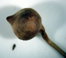 photo of Tillandsia root gall