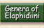 Genera of Elaphidiini