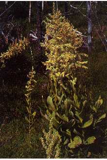 Photo of Veratrum californicum Durand