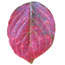 Red dogwood leaf