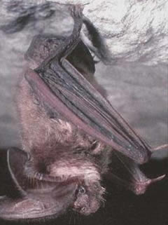 Ozark big-eared bat. U.S. Fish and Wildlife Service Photo