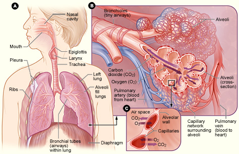 Illustration showing the location of the respiratory structures in the body; an enlarged image of airways, alveoli, and the capillaries; and the location of gas exchange between the capillaries and alveoli.