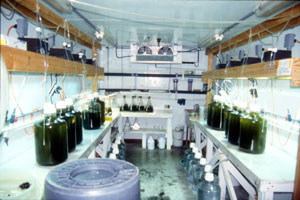 Algal Culture Room