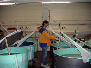 Staff feeding juvenile sablefish.