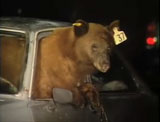 Bear exiting car via window