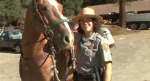 Park ranger standing next to horse