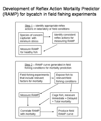 A conceptual diagram that outlines the steps and elements in the development of RAMP for bycatch discards and escapees