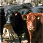 Range cattle, Elko Field Office