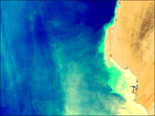 Phytoplankton off the West Coast of Africa