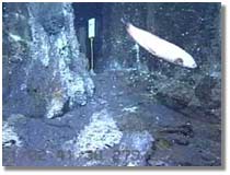 Photo of fish swimming near vent.