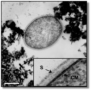 a thin section of Strain 121