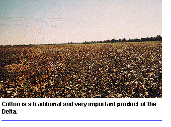 Cotton is a traditional and very important crop to the Delta.