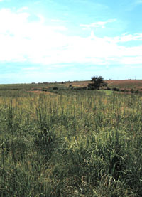 Mature stand of CRP planted to native grasses in the Great Plains.