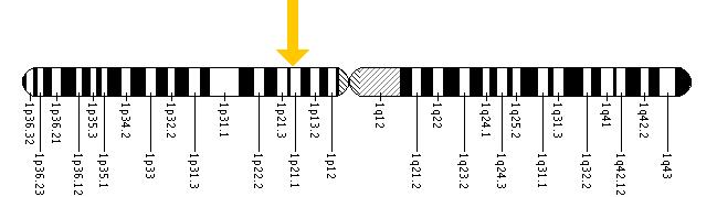 The COL11A1 gene is located on the short (p) arm of chromosome 1 at position 21.