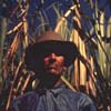Thumbnail image of Jack Delano's "Member of a Sugar Cooperative, vicinity of San Piedras, Puerto Rico, January 1942 (Kodachrome transparency)"