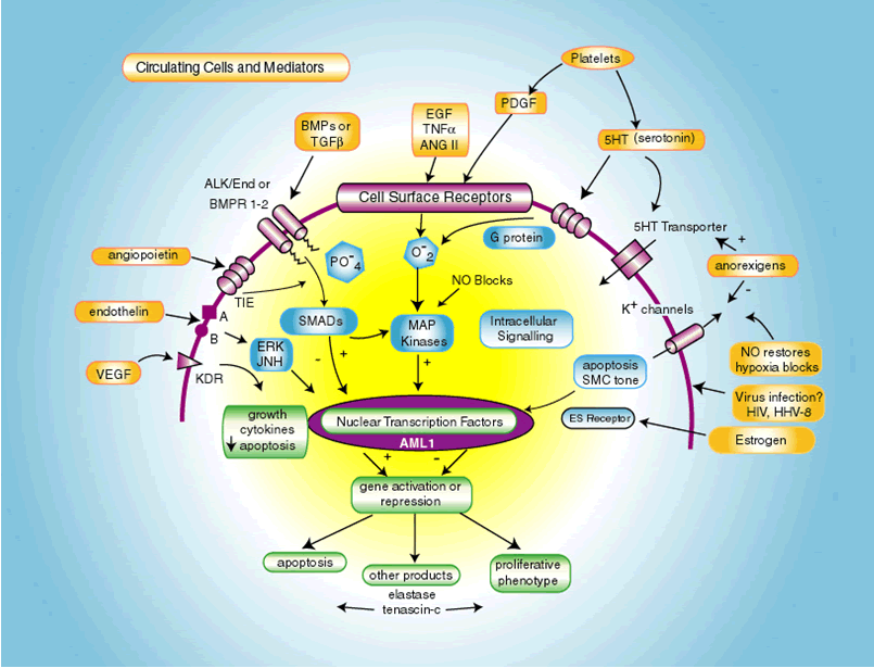 Figure 1: This figure summarizes some of the cellular processes implicated in the pathogenesis of primary pulmonary hypertension