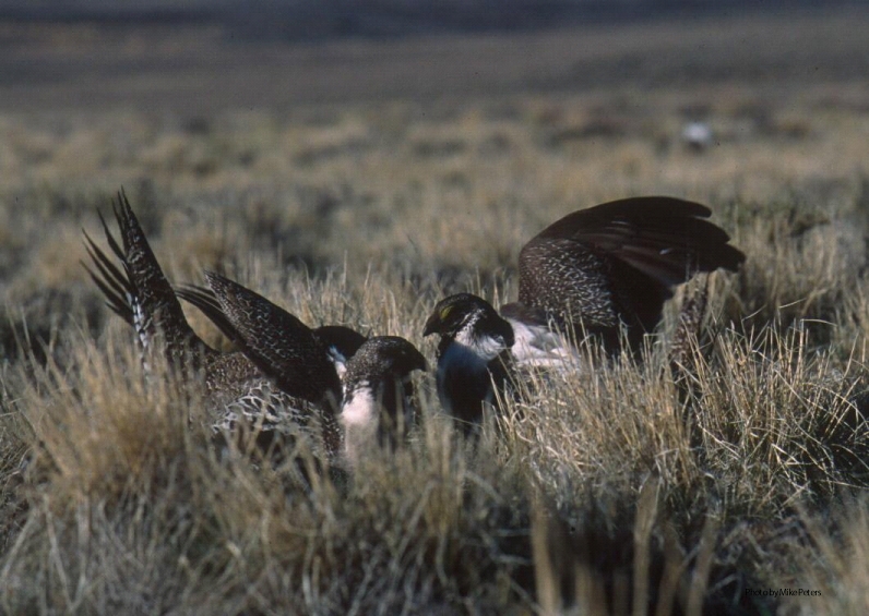 Photo of a pair of Sage Grouse