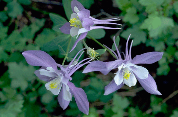  a photo of columbine