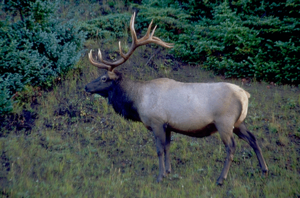 a photo of a bull elk