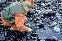 Exxon Valdez - depth of oil penetration