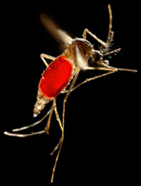 Photo: Aedes aegypti mosquito