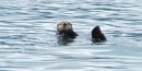 Sea Otter