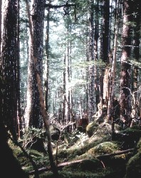 Mature spruce and hemlock forest