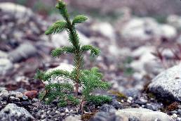 Young spruce tree