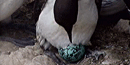 Common Murre Egg