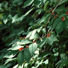 Lonicera species