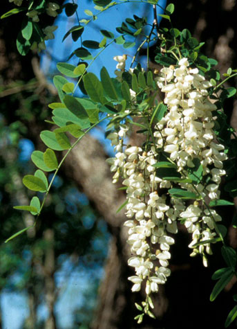 Black Locust