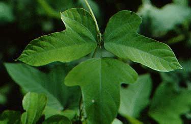 kudzu leaf