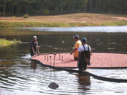 Ocean Spray cranberry bog, focus meeting 2006