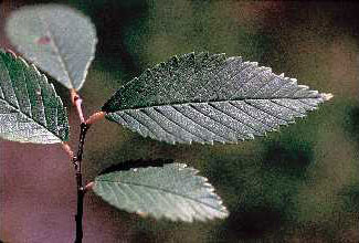 Siberian Elm