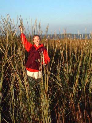 Smooth cordgrass