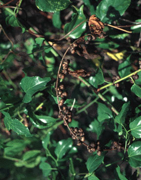 Asiatic Colubrina